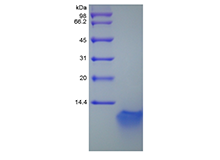 Recombinant Murine Beta-defensin 3