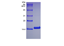 Recombinant Canine Interleukin-3