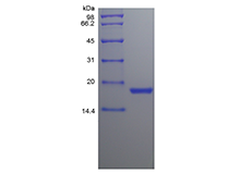 Recombinant Canine Stem Cell Factor