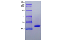 Recombinant Canine Tumor Necrosis Factor-alpha/TNFSF2