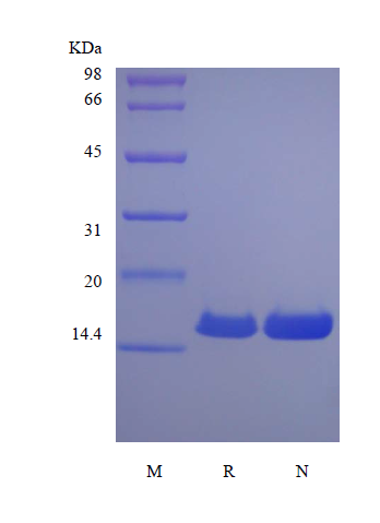 Recombinant Canine Interferon-gamma