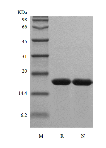 Recombinant Rat Interleukin-1 alpha