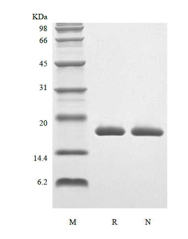 Recombinant Rat Interleukin-1 beta