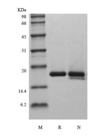 Recombinant Rat Interleukin-1 Receptor Antagonist Protein