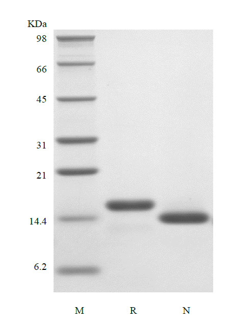 Recombinant Rat Interleukin-3 beta