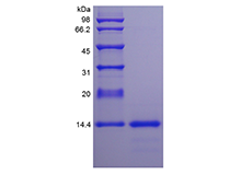 Recombinant Rat Interleukin-4