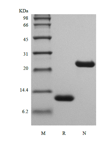 Recombinant Rat Interleukin-5