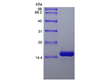 Recombinant Rat Interleukin-7