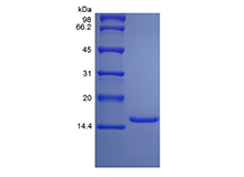 Recombinant Rat Interleukin-9