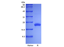 Recombinant Rat Interleukin-10