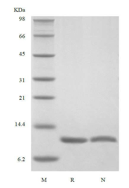 Recombinant Rat Interleukin-13, 113a.a.