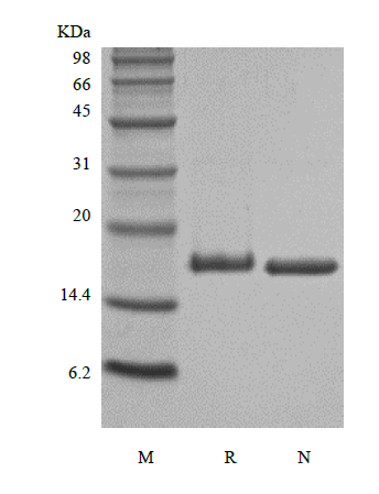 Recombinant Rat Interleukin-21