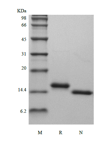 Recombinant Rat Interleukin-22