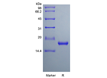 Recombinant Rat Interleukin-33