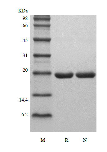 Recombinant Rat Granulocyte Colony-Stimulating Factor