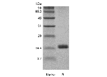 Recombinant Rat Granulocyte-Macrophage Colony Stimulating Factor