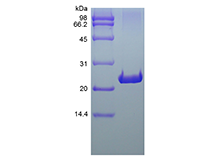 Recombinant Rat Fibroblast Growth Factor 9