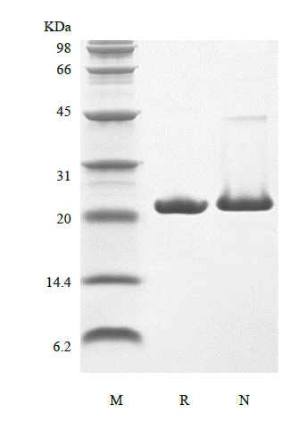 Recombinant Rat Keratinocyte Growth Factor-2/FGF-10