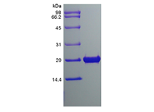 Recombinant Rat Fibroblast Growth Factor 18