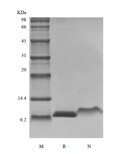 Recombinant Rat Insulin-like Growth Factor-1