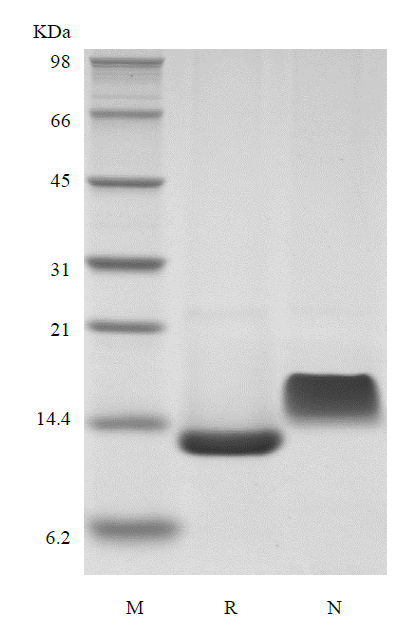 Recombinant Rat Heparin-binding EGF-like Growth Factor