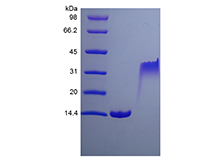 Recombinant Rat Platelet-derived Growth Factor-BB