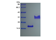 Recombinant Rat Platelet-derived Growth Factor-AA