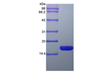 Recombinant Rat Glia Maturation Factor beta