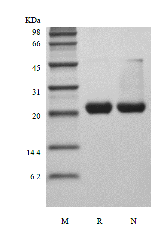 Recombinant Rat Ciliary Neurotrophic Factor