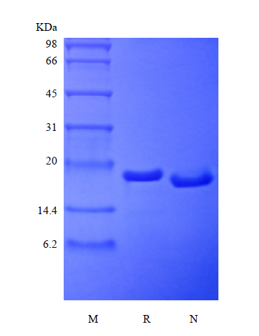 Recombinant Rat Mesencephalic Astrocyte-Derived Neurotrophic Factor