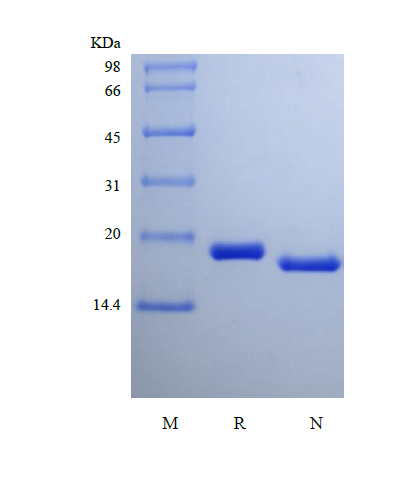 Recombinant Rat Cerebral Dopamine Neurotrophic Factor