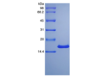 Recombinant Rat Midkine