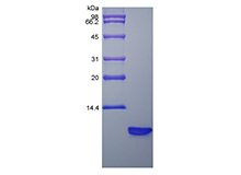 Recombinant Rat Beta-defensin 3