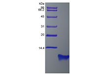 Recombinant Rat Beta-defensin 4