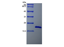 Recombinant Bovine Basic Fibroblast Growth Factor