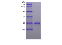 Recombinant Ovine Interferon-tau