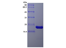 Recombinant Porcine Interleukin-1 beta