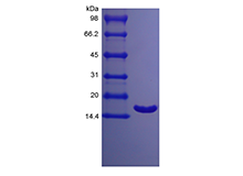 Recombinant Porcine Interleukin-1 Receptor Antagonist Protein