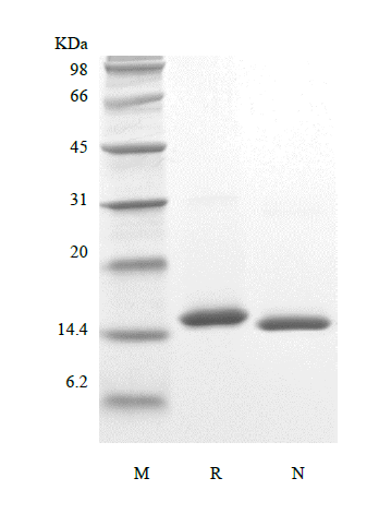 Recombinant Porcine Interleukin-2