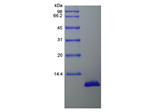 Recombinant Porcine Interleukin-8/CXCL8