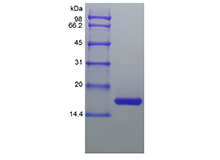 Recombinant Equine Interleukin-1 beta