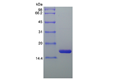 Recombinant Equine Interleukin-1 Receptor Antagonist Protein