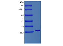 Recombinant Equine Interleukin-2 Cys141Ser