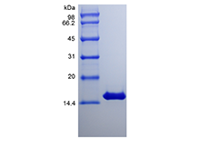 Recombinant Equine Interferon-gamma