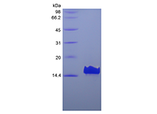 Recombinant Human VEGF Co-regulated Chemokine 1/CXCL17