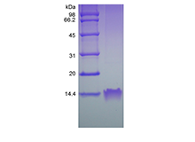 Recombinant Human LD78 beta/CCL3L1