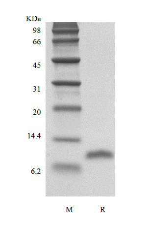 Recombinant Human LD78 beta/CCL3L1