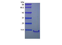 Recombinant Human Lymphocyte Activation Gene 1 Protein/CCL4L1