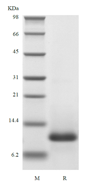 Recombinant Human Eotaxin/CCL11