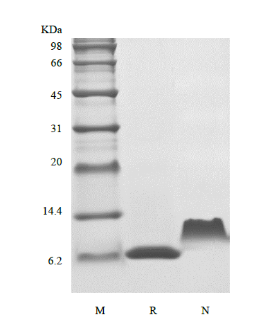 Recombinant Human Thymus and Activation Regulated Chemokine/CCL17